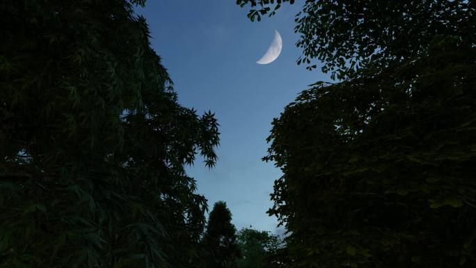 夜晚树林天空月亮动画