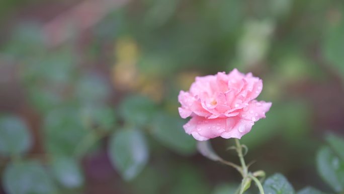 雨后花草夏日小清晰