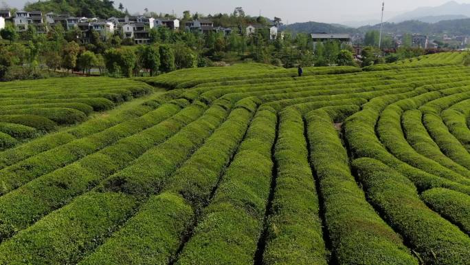 建德茶园骑行生态农业