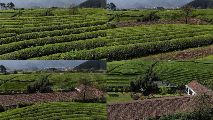 建德茶园茶叶生态农业