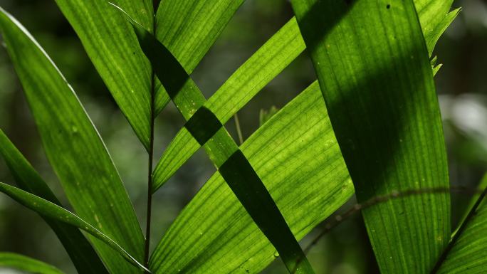 澳大利亚热带雨林棕榈叶的特写镜头
