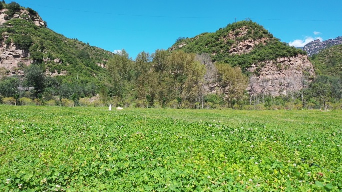 山脚花海绿叶花丛山花