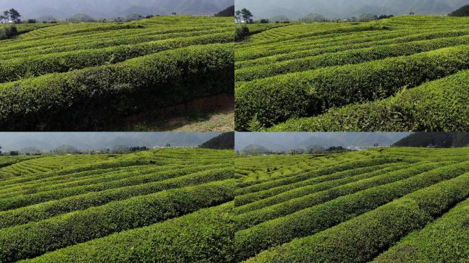 建德茶园茶叶生态农业