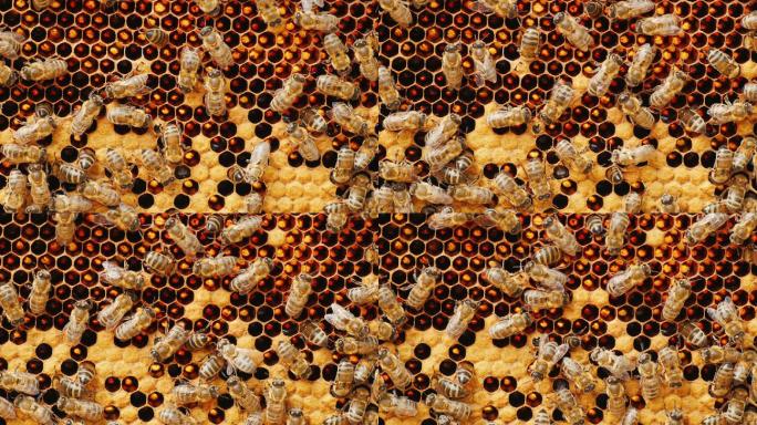 蜜蜂用蜂蜜在蜂巢上工作