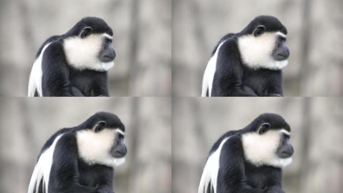 动物园中的黑白疣猴