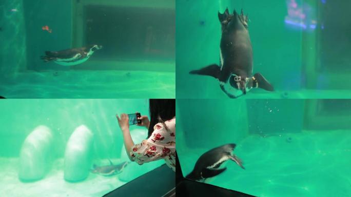 巴布亚企鹅温热带企鹅