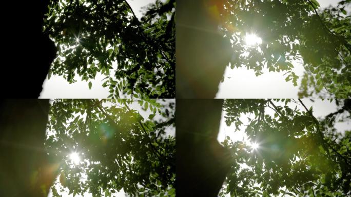 【4K】阳光透过树叶洒下-升格