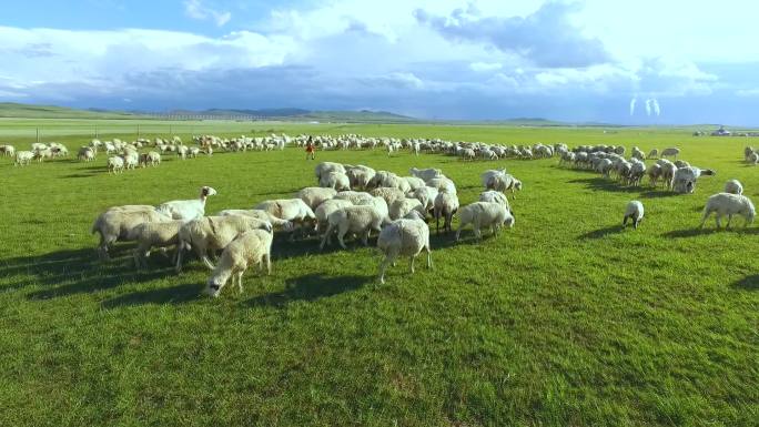 内蒙古草原放羊娃