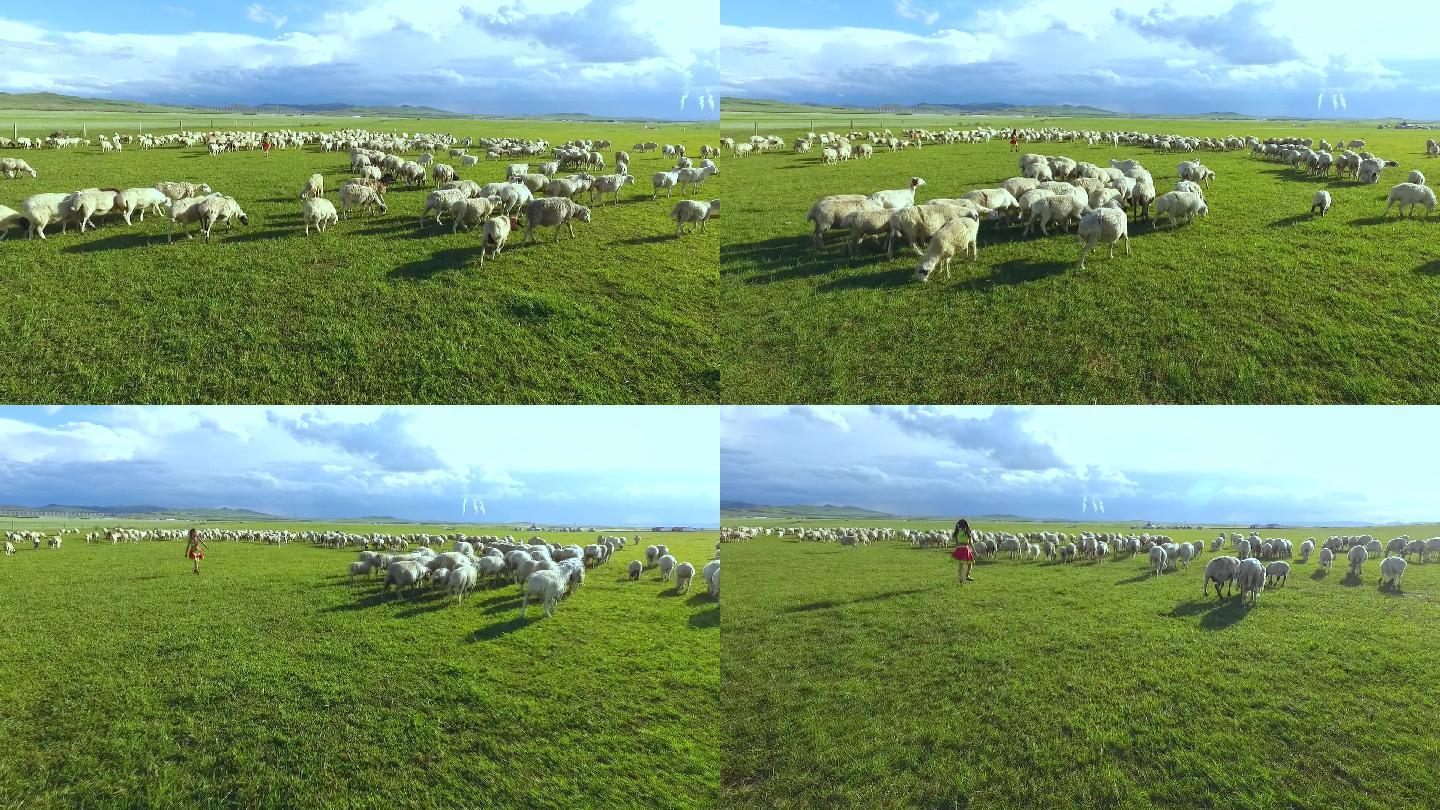 内蒙古草原放羊娃