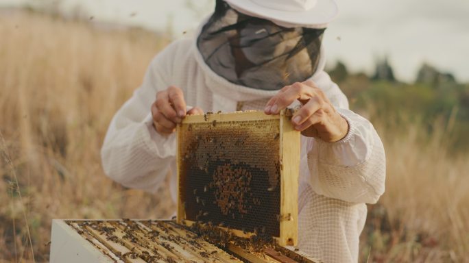 一个养蜂人在一个蜂箱里检查蜂蜜