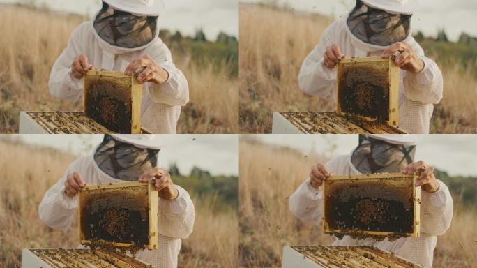 一个养蜂人在一个蜂箱里检查蜂蜜