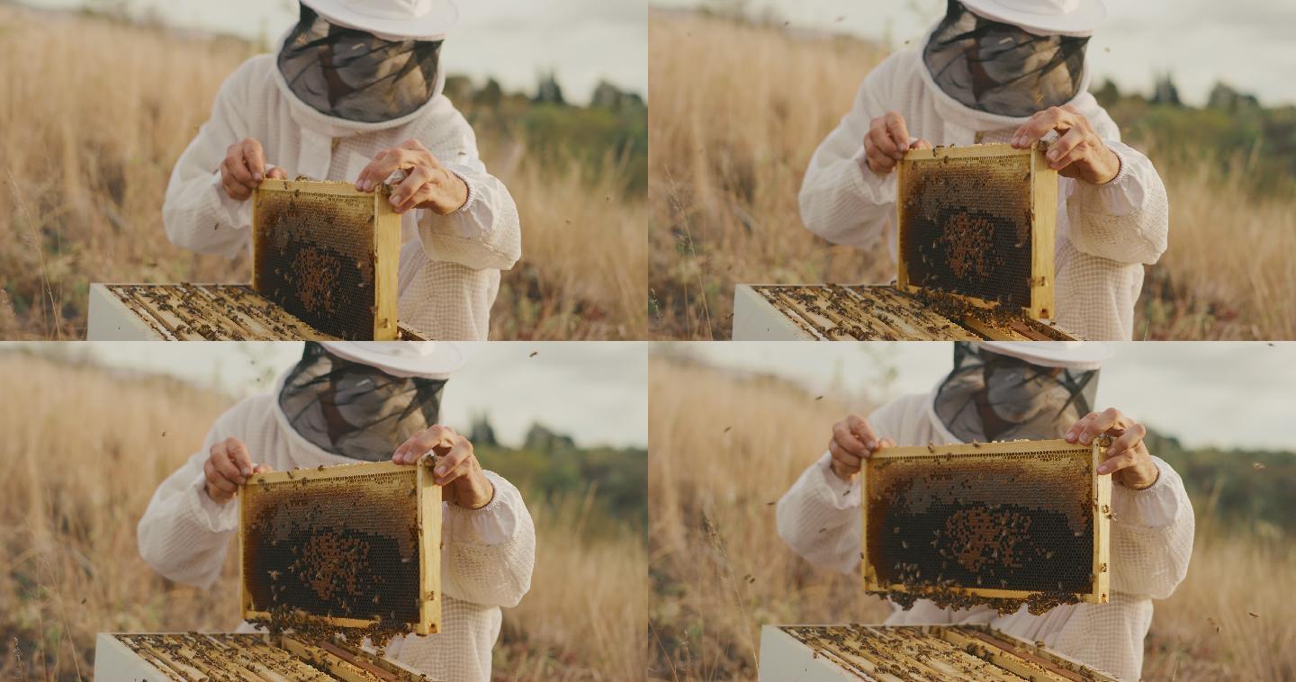 一个养蜂人在一个蜂箱里检查蜂蜜