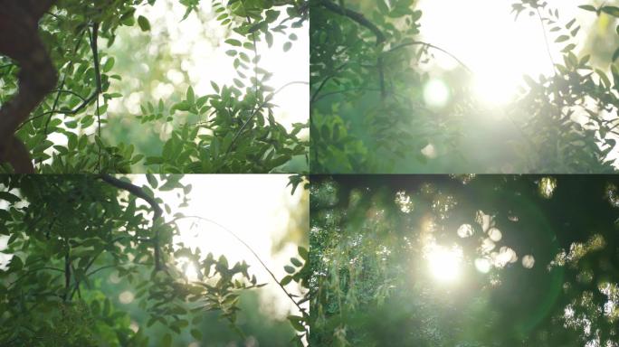 4K-阳光树林-早晨