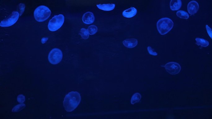 海洋生物海月水母火箭水母