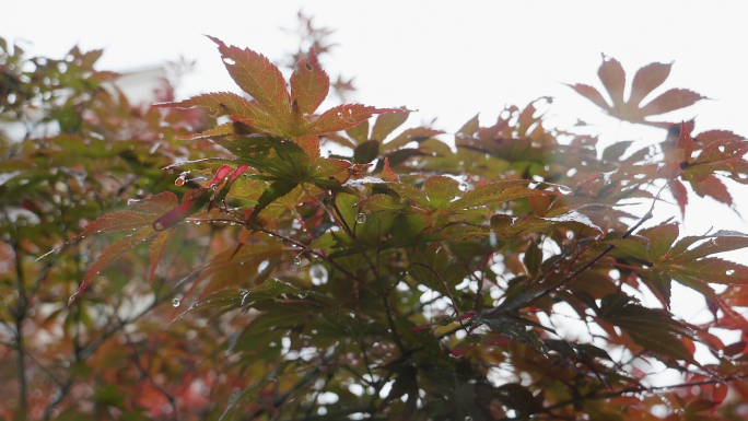 雨中的红枫树