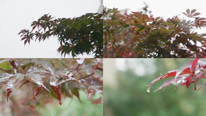 雨中的红枫树