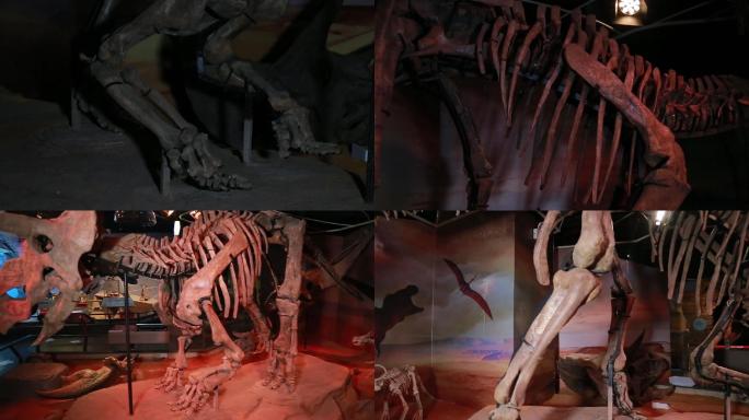 恐龙梅杜莎角龙化石真化石