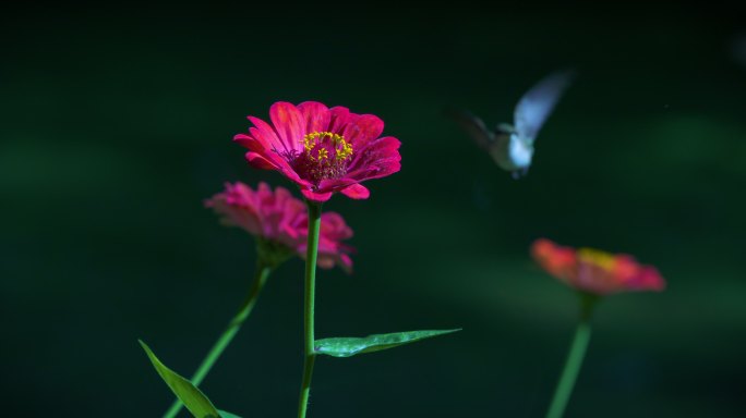 百日菊花上的红喉蜂鸟