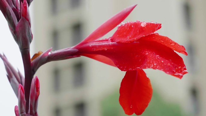 雨打美人蕉