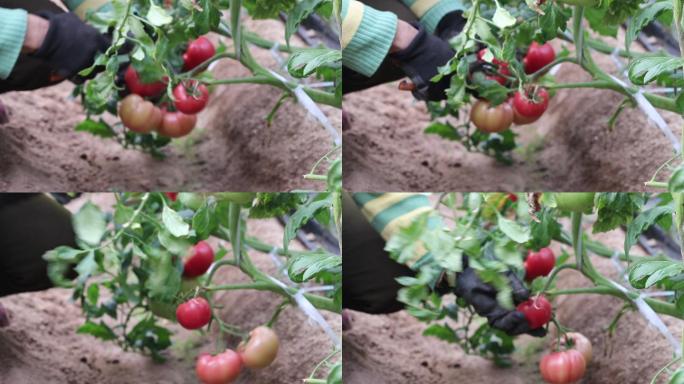 工人采摘西红柿