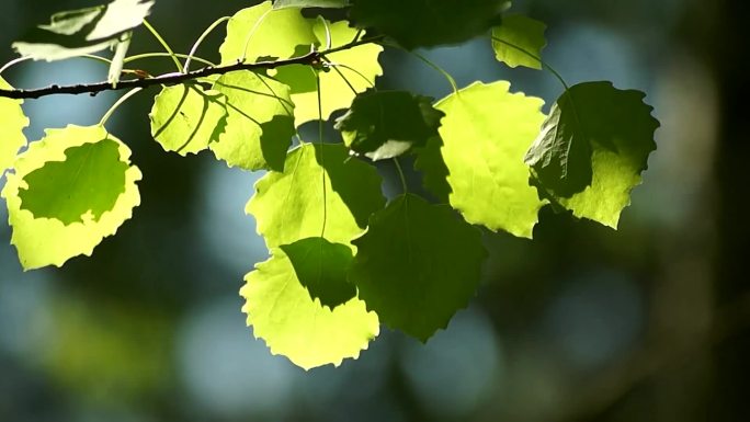 绿树阳光树叶森林春季生态夏季