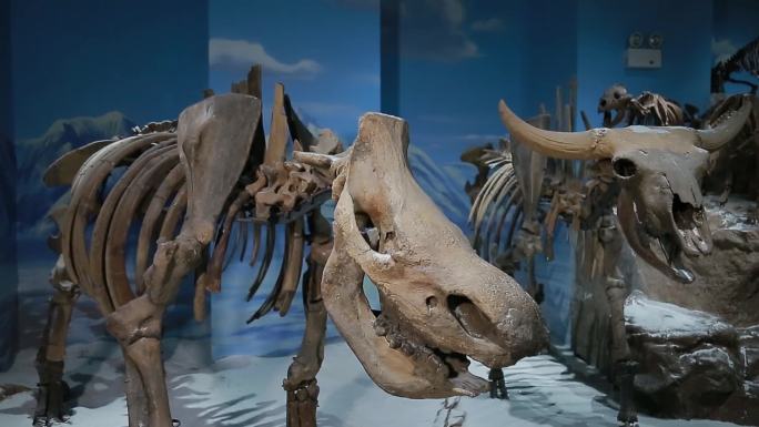 冰河时期远古动物长毛蜥化石