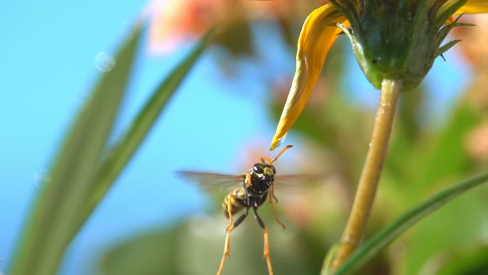 自然黄蜂昆虫在盘旋中采蜜