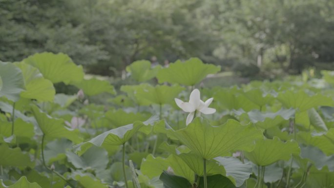 高清荷花素材视频