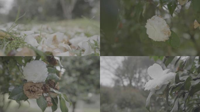 白色花瓣落地