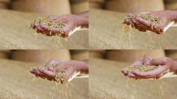 一个农民手里的小麦