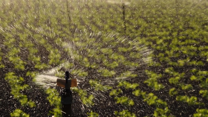 生菜农场和自动浇水