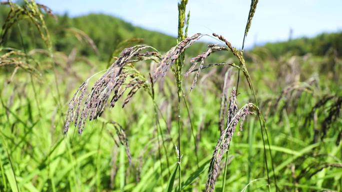 高清黑米水稻田视频素材