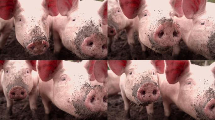 猪在表层土中嗅来嗅去