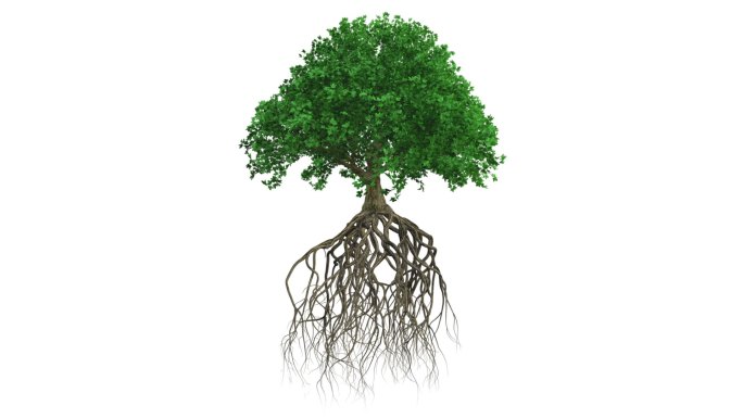 一棵树三维动画大树生长动画特效植物生根发