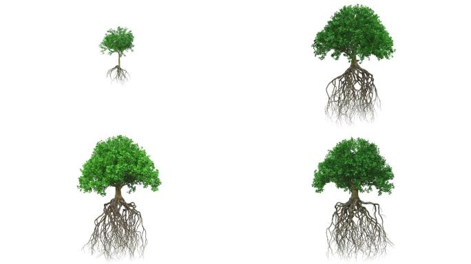 一棵树三维动画大树生长动画特效植物生根发