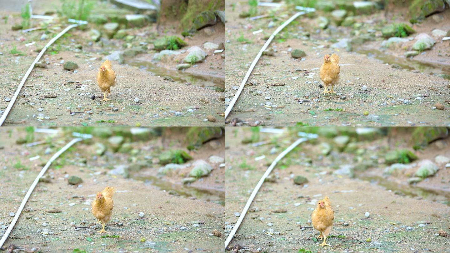 高清母鸡走路视频素材