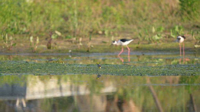 水鸟在生态湿地里吃虫子 戏水