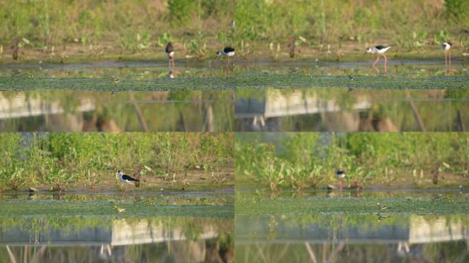 水鸟在生态湿地里吃虫子 戏水