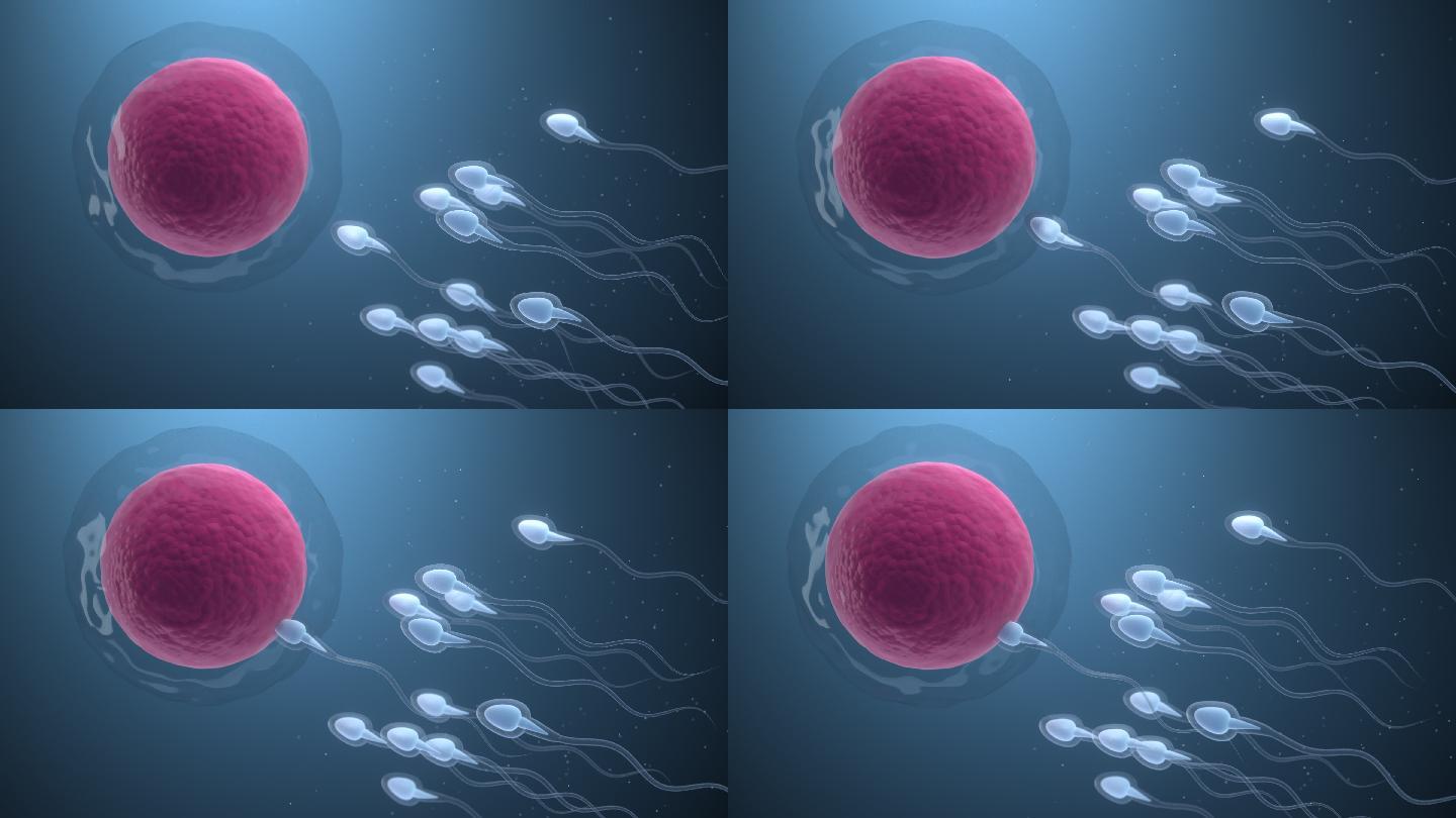 精子与卵细胞3D渲染