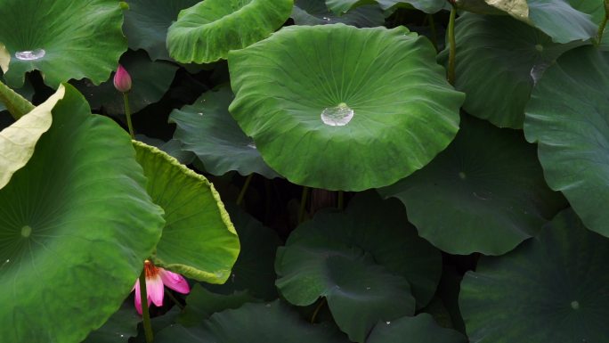 慢镜水珠雨珠从荷叶上滑落