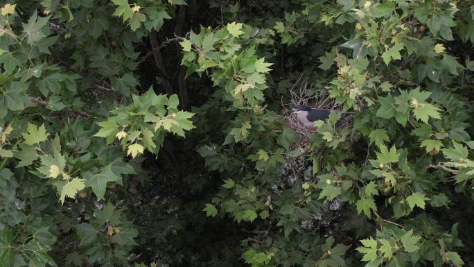 白鹭灰鹭鸟窝生态环境