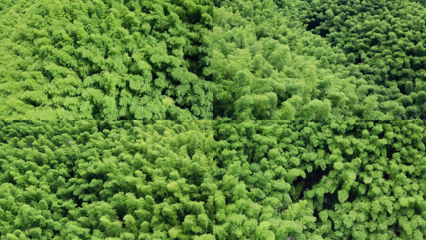 航拍浙江山区茂密的竹林