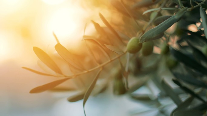 有阳光的橄榄树生态有机绿色天然自然