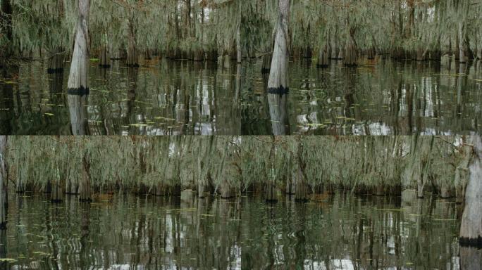 沼泽中漂浮着苔藓和鼠尾草覆盖的柏树