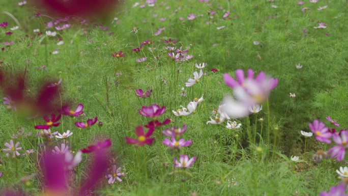 街心花园林间空地花花草草