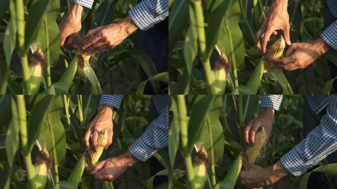 农民检查玉米作物的质量