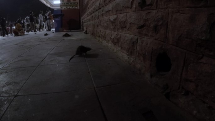 大老鼠在印度火车站的地板上四处游荡