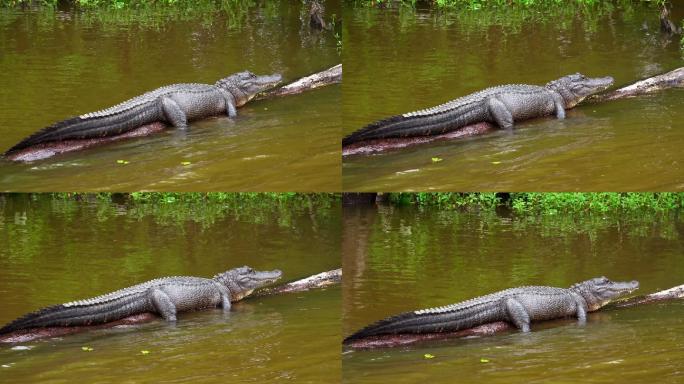 躺在沼泽里的鳄鱼