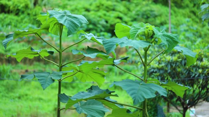 高清泡桐树视频素材