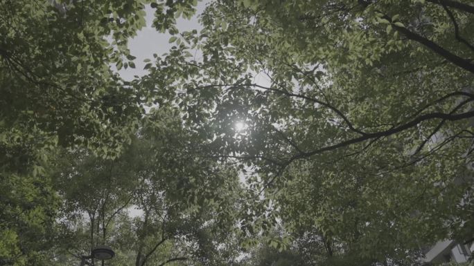 高清移动阳光透过树叶视频